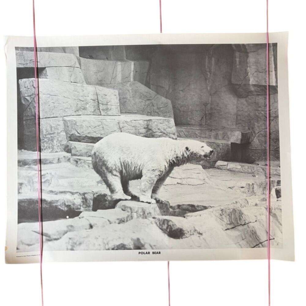 Vintage Polar Bear Print Poster 20"x16" - Black & White Zoo Exhibit Art